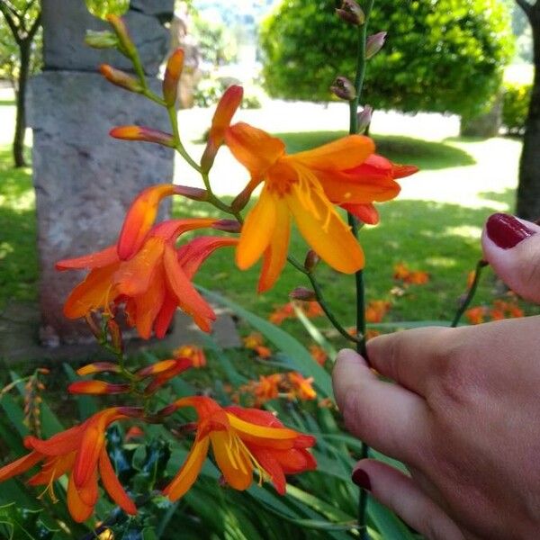 Crocosmia × crocosmiiflora പുഷ്പം