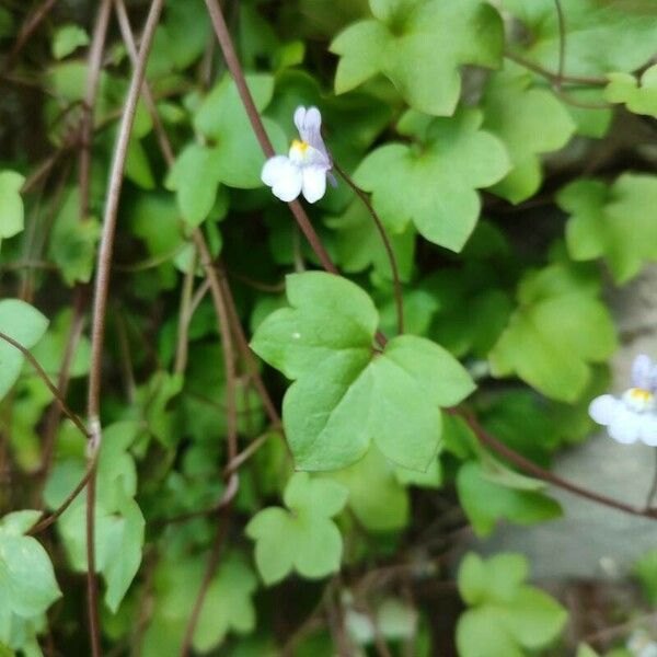 Cymbalaria muralis Blomst