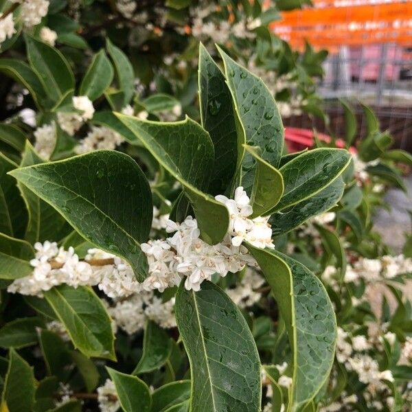 Osmanthus fragrans Žiedas