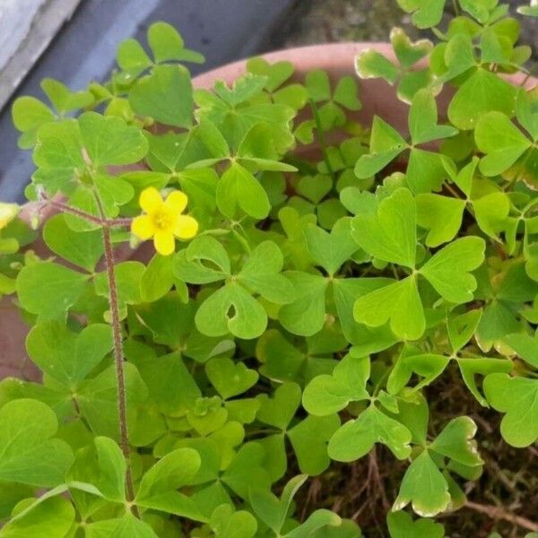 Oxalis stricta Hàbitat