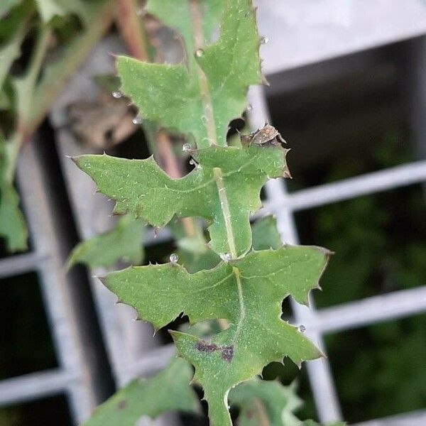 Sonchus oleraceus Leaf