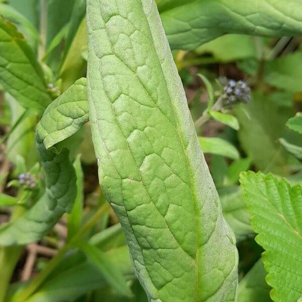 Cynoglossum amabile 叶