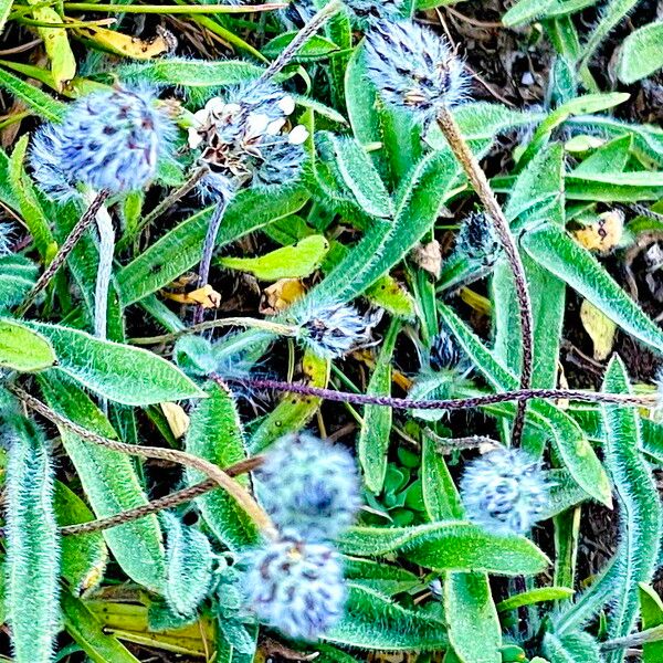 Plantago lagopus Flor