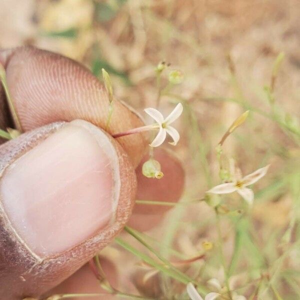 Kohautia tenuis Flower