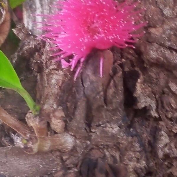 Syzygium malaccense Flower