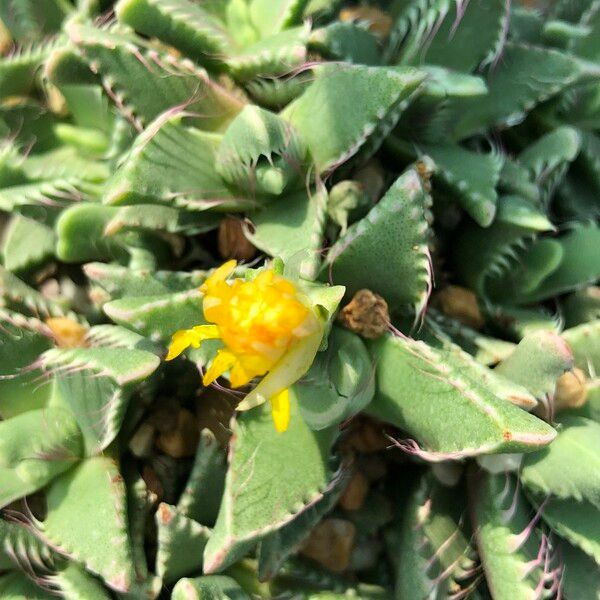 Faucaria tigrina Habitus