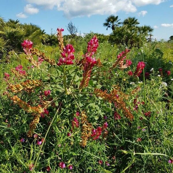 Sulla coronaria Habitat