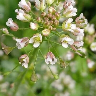 Capsella bursa-pastoris Flor