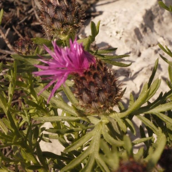 Centaurea corymbosa Flower