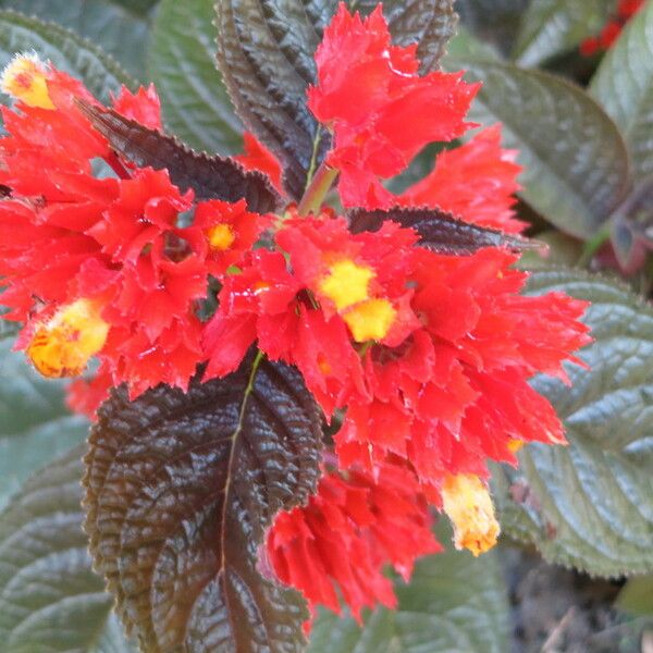 Chrysothemis pulchella Flor