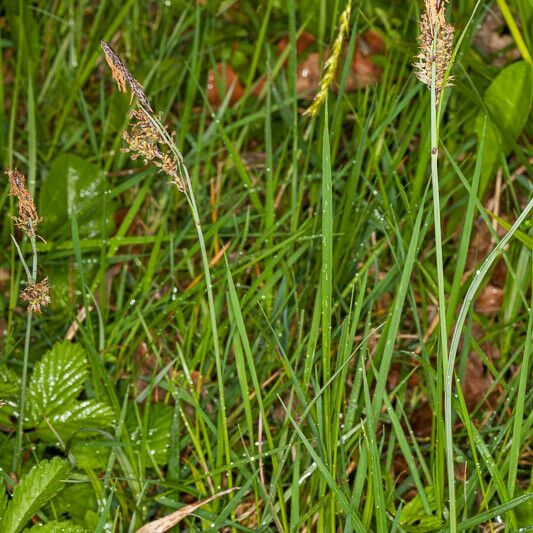 Carex flacca Kvet