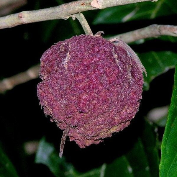 Ryania speciosa Fruit