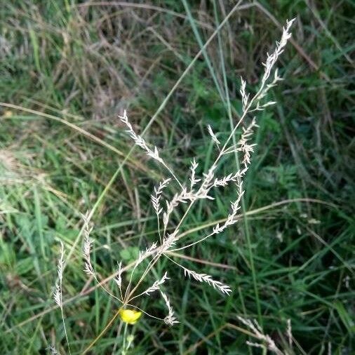 Agrostis canina Flower