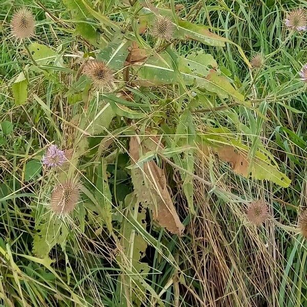 Dipsacus fullonum Blatt