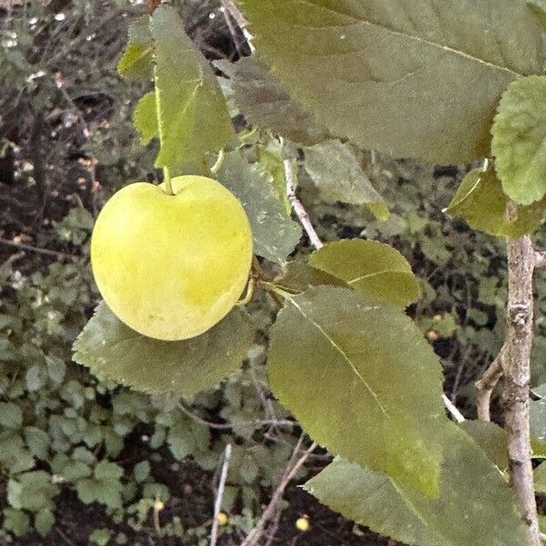 Prunus brigantina Плод