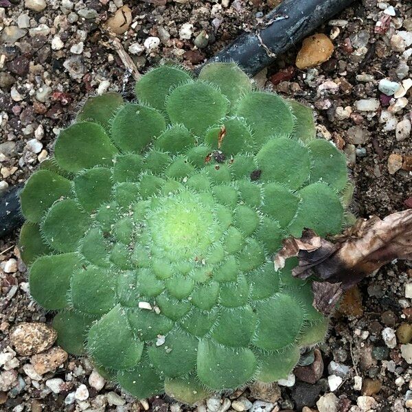 Aeonium tabulaeforme Hábito