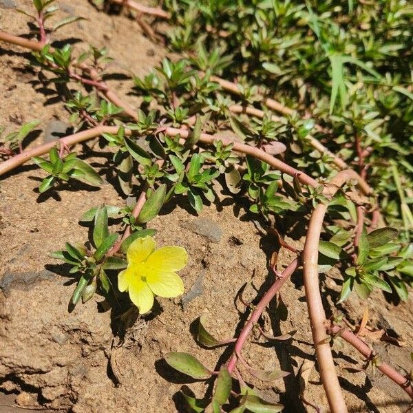 Ludwigia adscendens Blüte