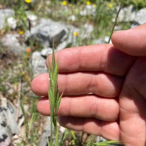 Brachypodium distachyon 花