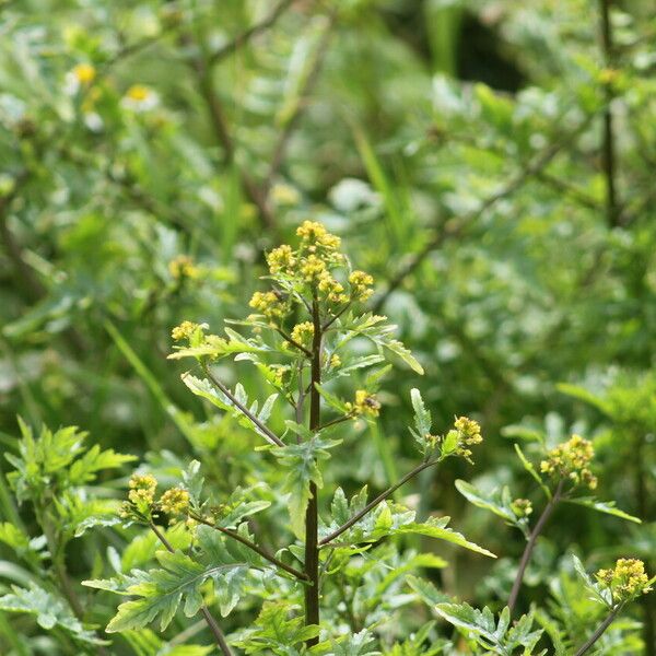 Rorippa palustris फूल
