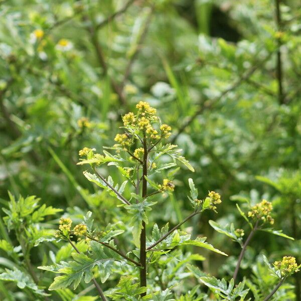 Rorippa palustris Blodyn