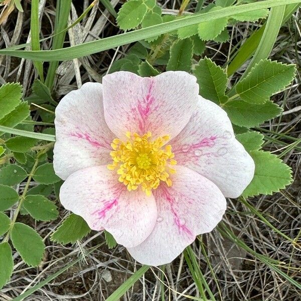 Rosa arkansana Flor