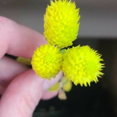 Polygala lutea Flor