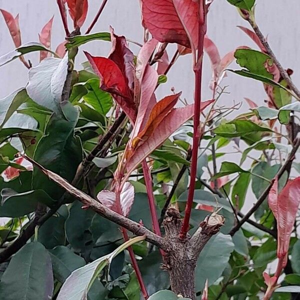 Photinia fraseri Blad