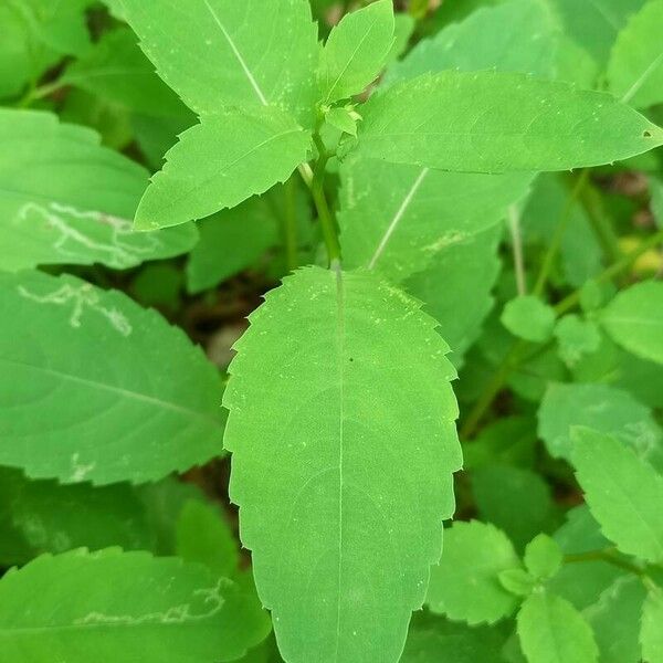 Impatiens noli-tangere Leaf