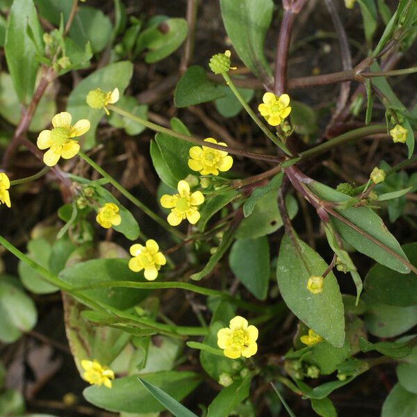 Ranunculus ophioglossifolius Plante entière