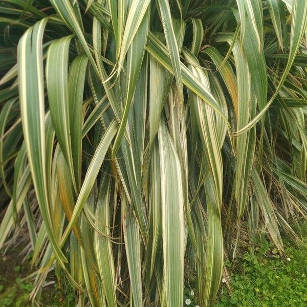 Phormium tenax ഇല