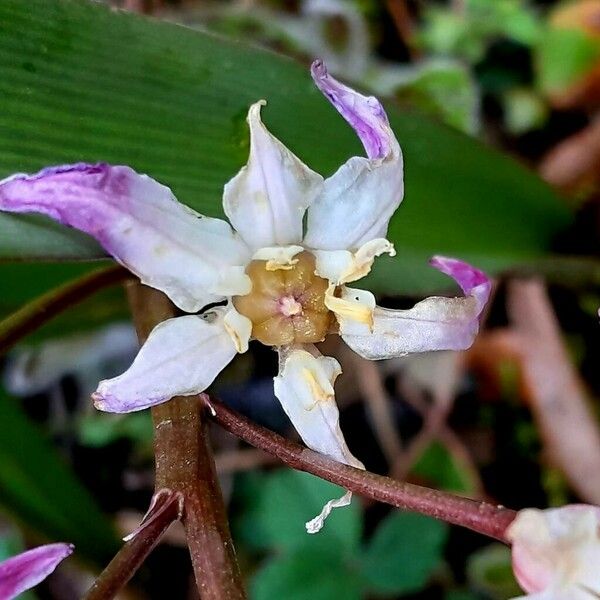 Scilla luciliae Плід