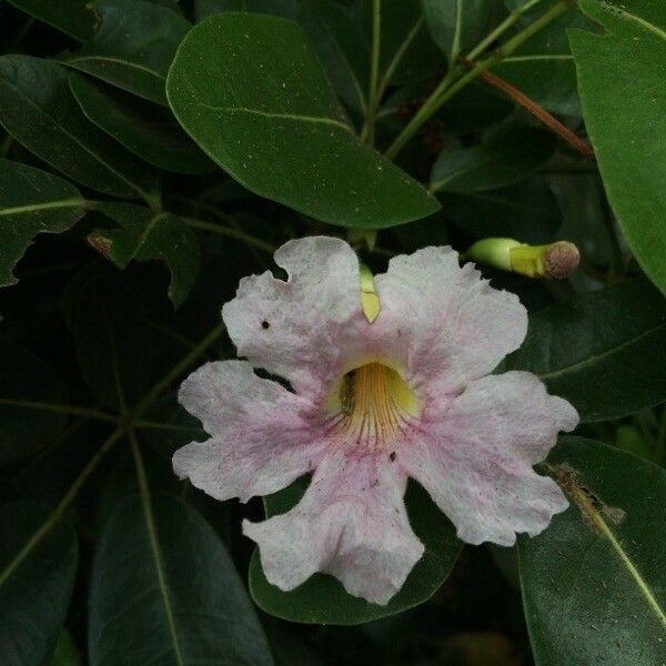 Tabebuia pallida Blüte