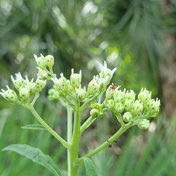 Verbesina virginica 花