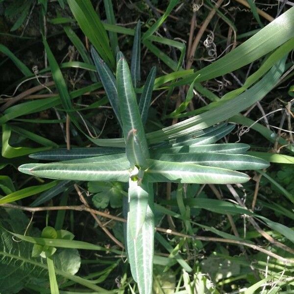 Euphorbia lathyris 葉