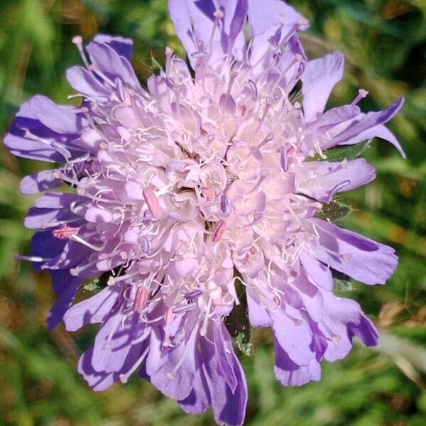 Knautia arvernensis Flor