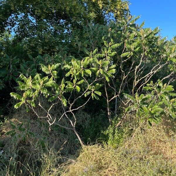 Rhus glabra 叶