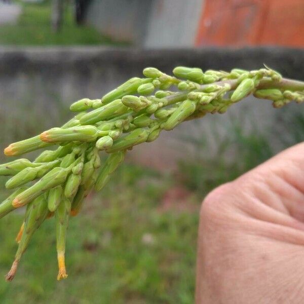 Lactuca canadensis Λουλούδι