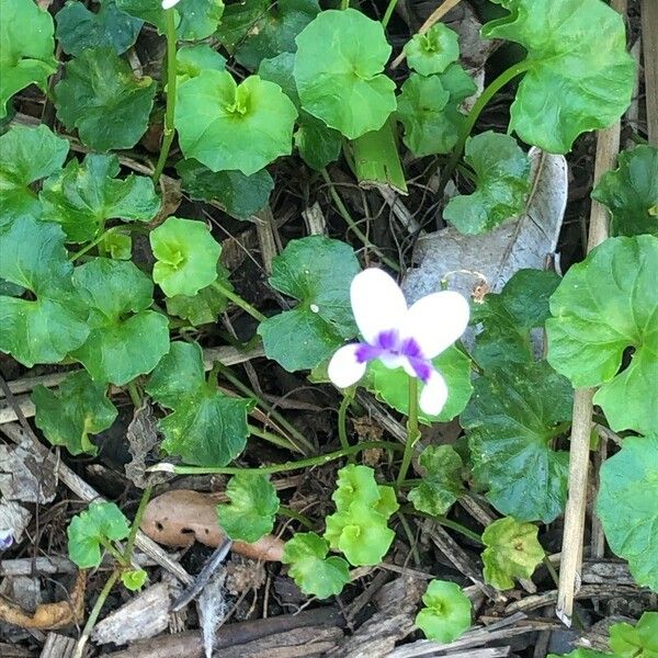 Viola hederacea Flor