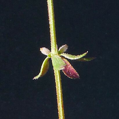 Galium verticillatum Άλλα