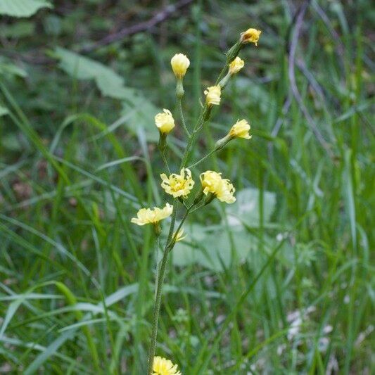 Crepis praemorsa Muu