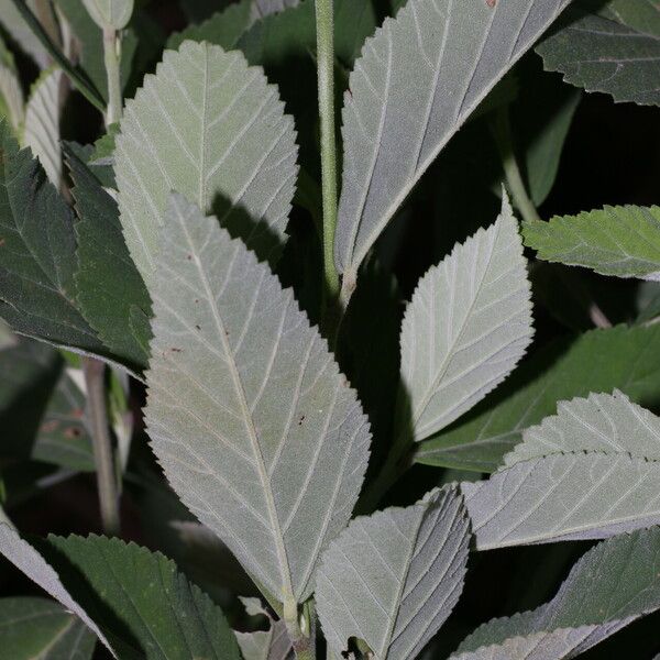 Sida rhombifolia Blatt