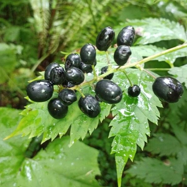 Actaea spicata ফল