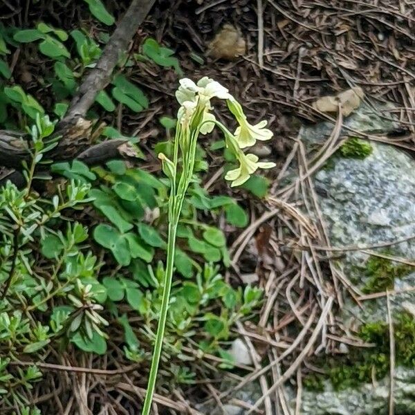 Primula sikkimensis Flor