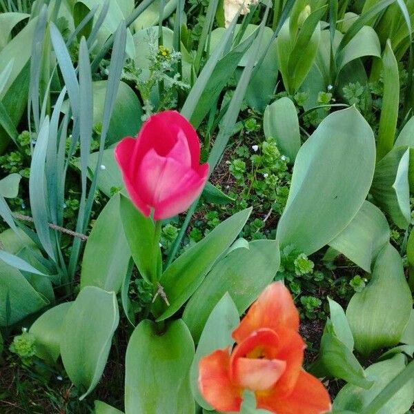 Tulipa agenensis Кветка