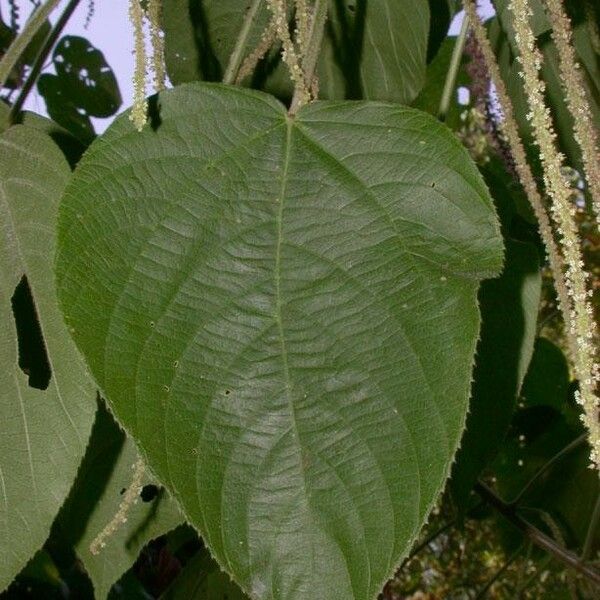 Acalypha macrostachya Leaf