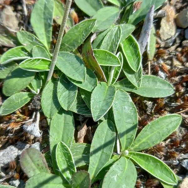 Pilosella officinarum Leaf