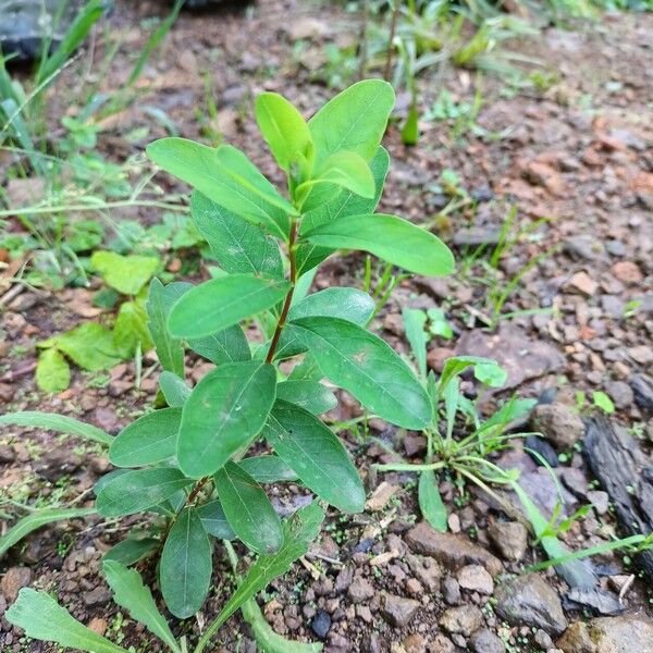 Wikstroemia indica Folha