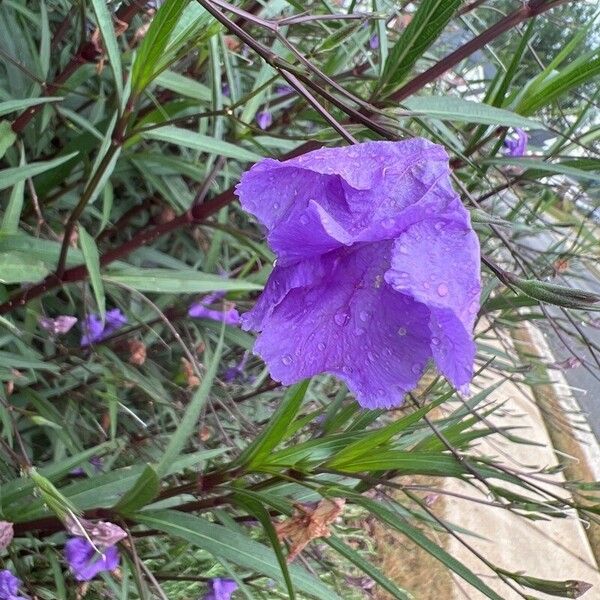 Ruellia simplex Fleur