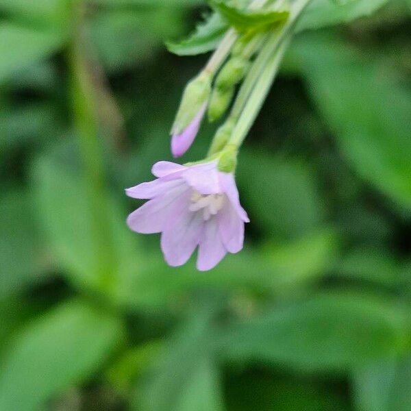 Epilobium montanum Кветка