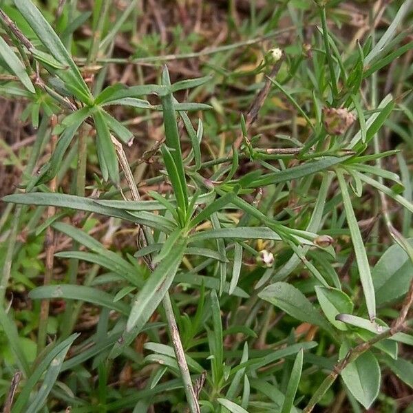 Petrorhagia saxifraga 葉